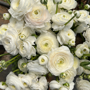 Ranunculus Bianco White