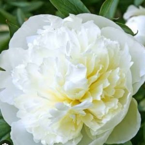 Paeonia Duchesse de Nemours